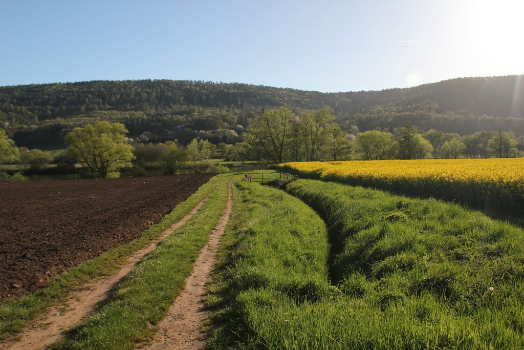 Großheubach, Deutschland, im April 2016: der Raps blüht auf einem Feld am Main by kdh865