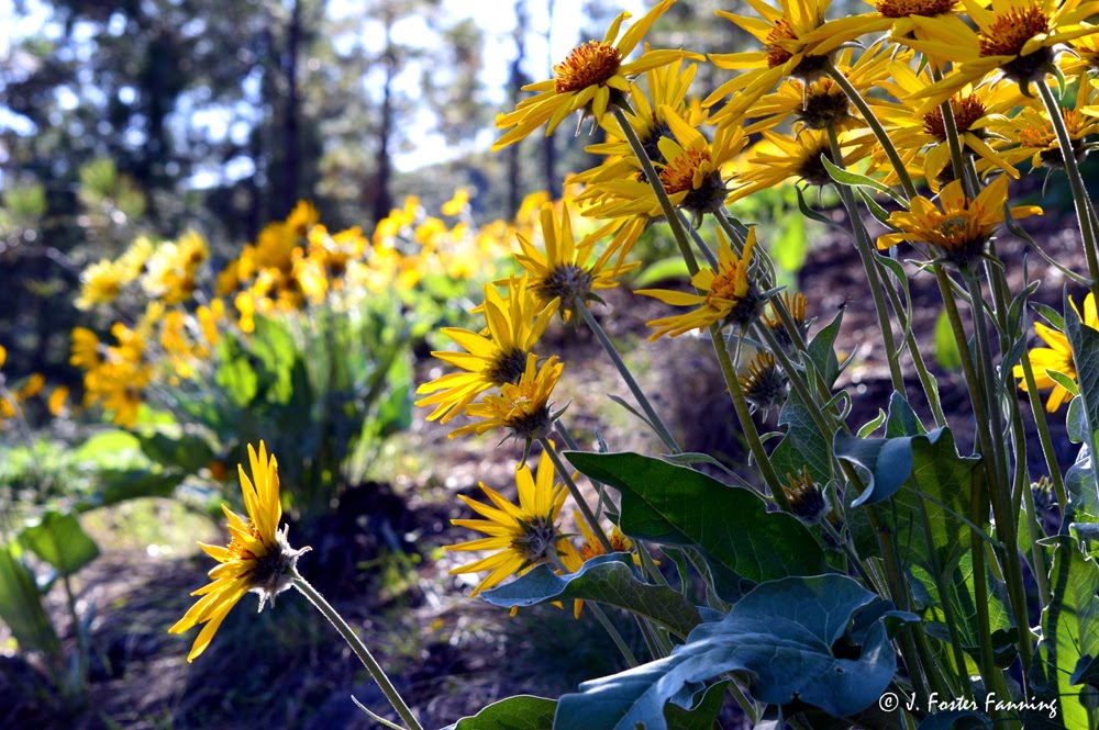 Okanogan Highlands, Arrowleaf Balsamroot by Foster Fanning