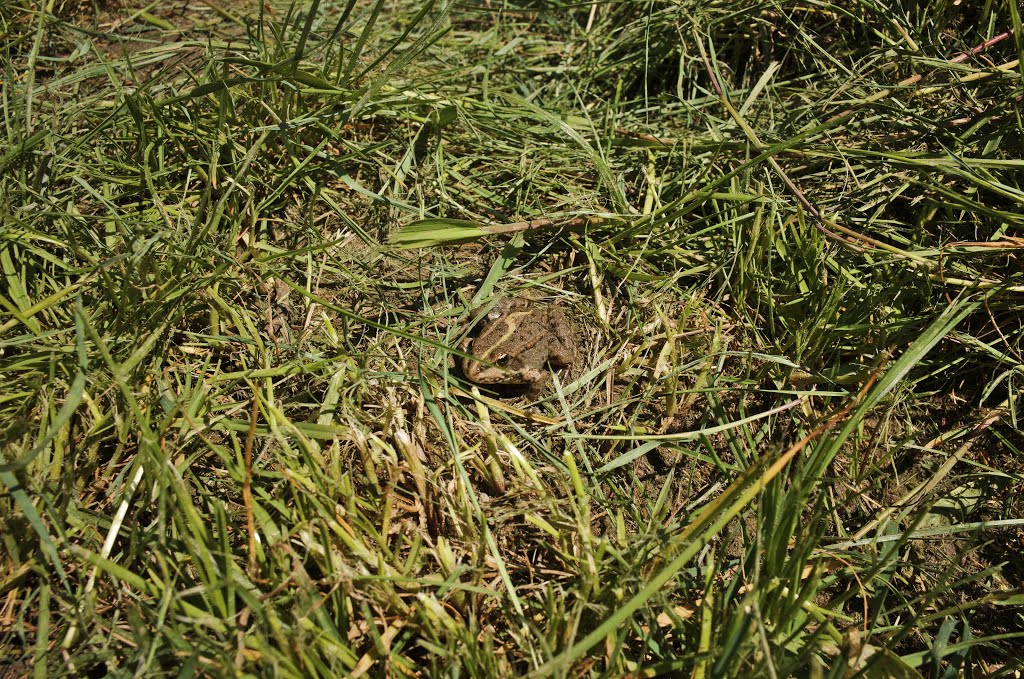 Grenouille, Vieux Rhône by Jean Thevenet