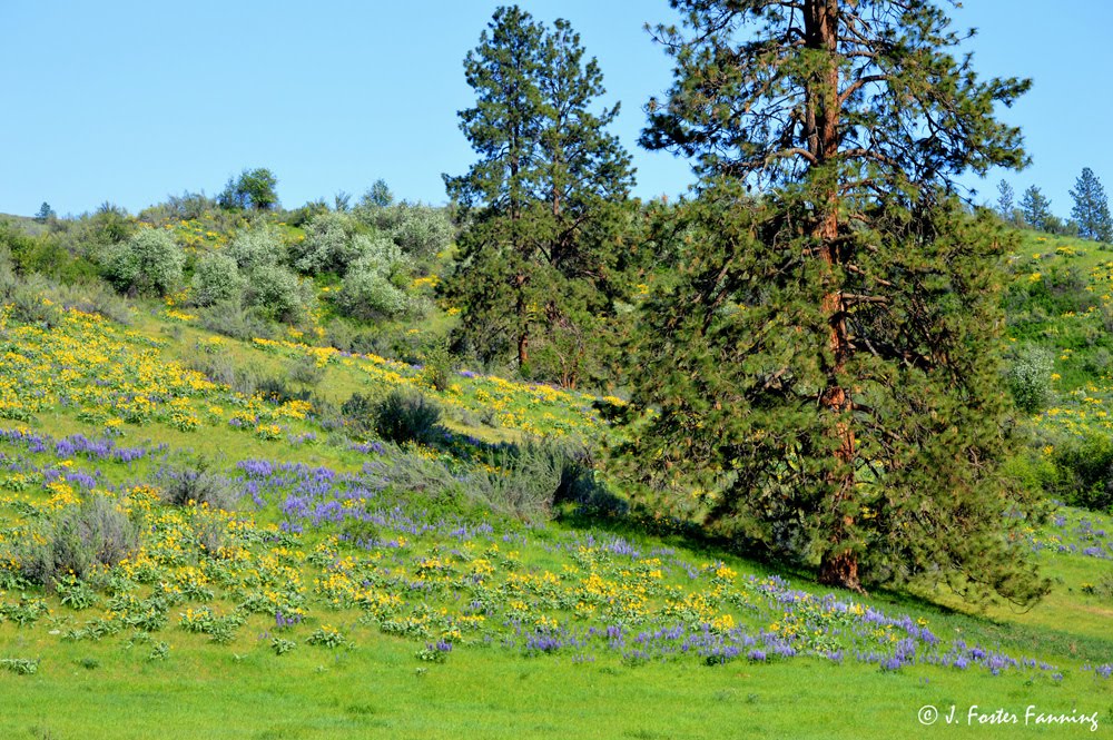 San Poil River Valley Balsamroot and Pines by Foster Fanning