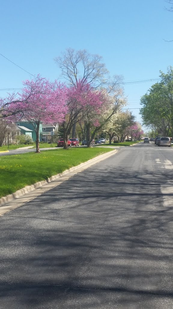 Columbus Wisconsin Redbud Tree by JD Milburn