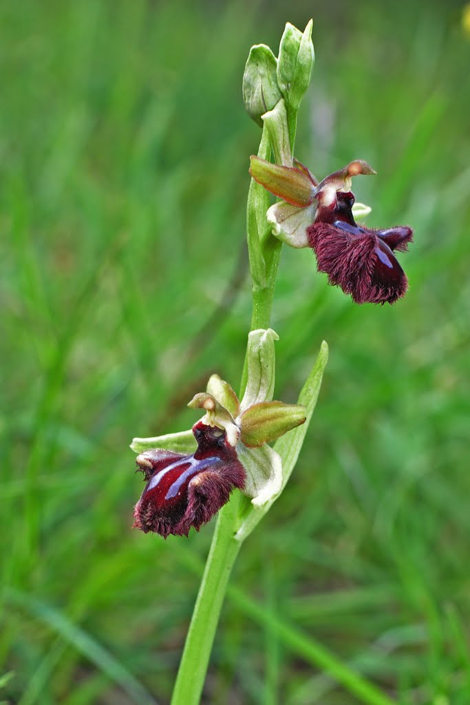 Ophrys sphegodes subsp. atrata (= O. incubacea) - Temno mačje uho by Andrej Paušič