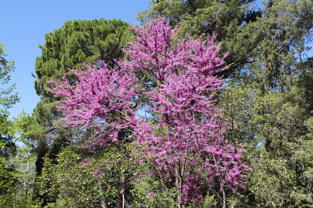 Colores en el Jardín del Príncipe by RA Melgar