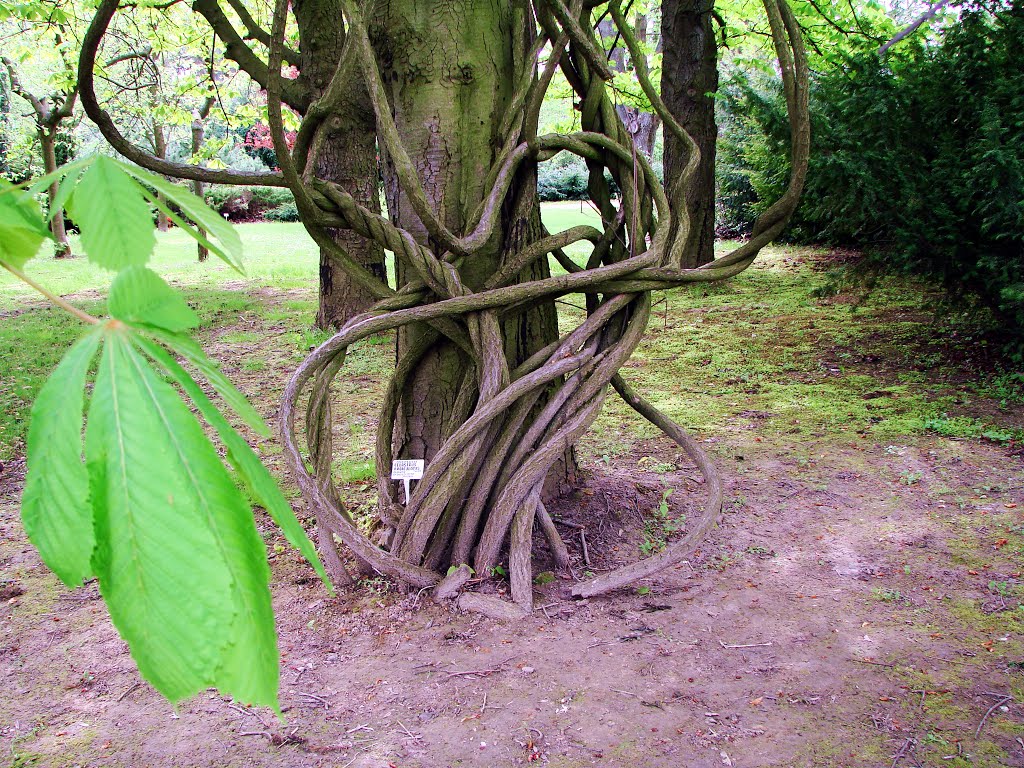 Ogród Botaniczny UMCS Lublin, Polska by Waldemar S