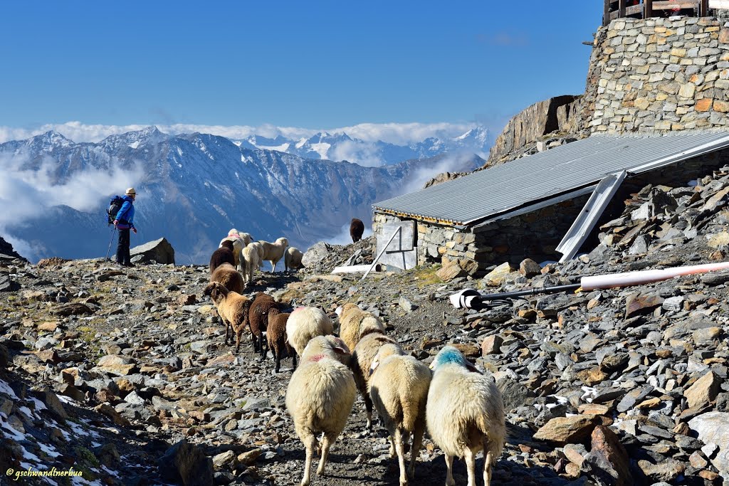 Transhumanz am Niederjoch vom Ötztal in das Schnalstal | Südtirol by gschwandtner bua