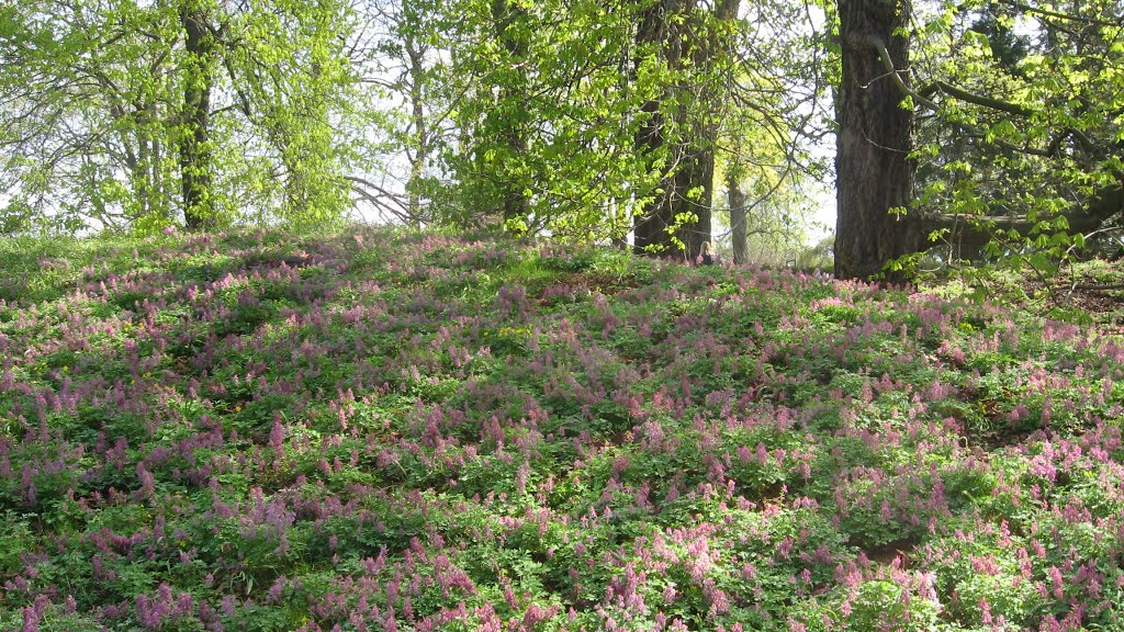 Norway - Oslo Tøyen botanical garden 05/05-2016 by MGnanes