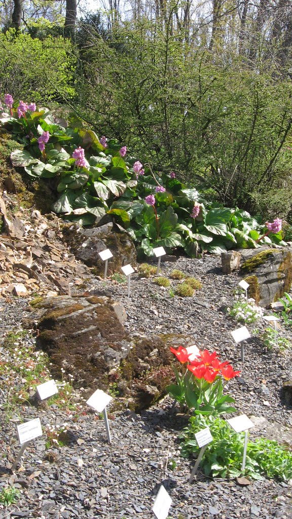 Norway - Oslo Tøyen botanical garden 05/05-2016 by MGnanes