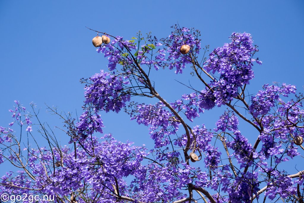 Las Palmas de Gran Canaria, Las Palmas, Spain by Benny Erikssson