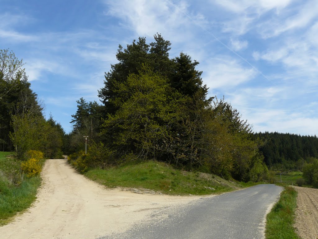 Sentier du bois des Dames by ollagnon david