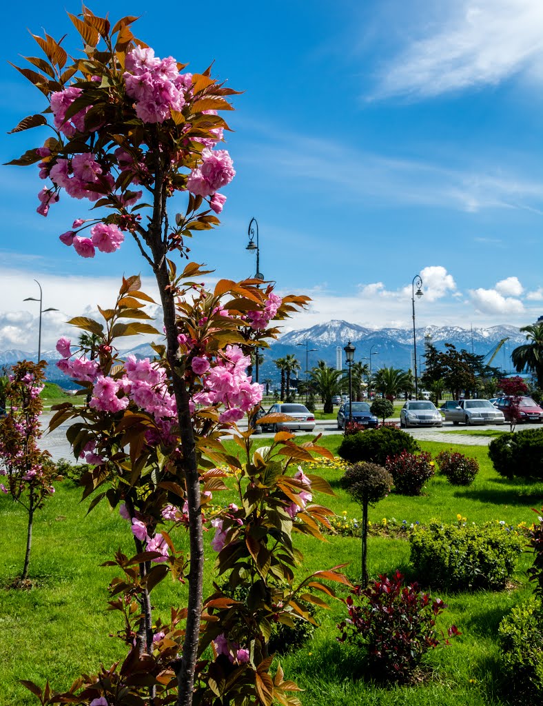 Batumi Spring by Timur Gorbachiov