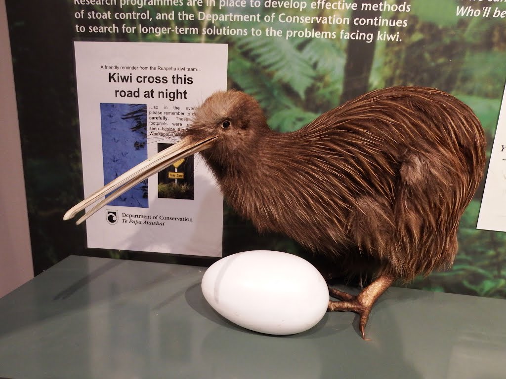 Kiwi by hiroo hamahara