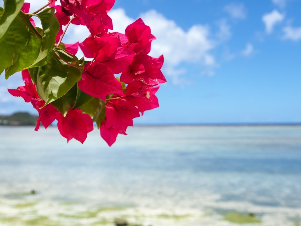 Bougainvillea by 樋口友克