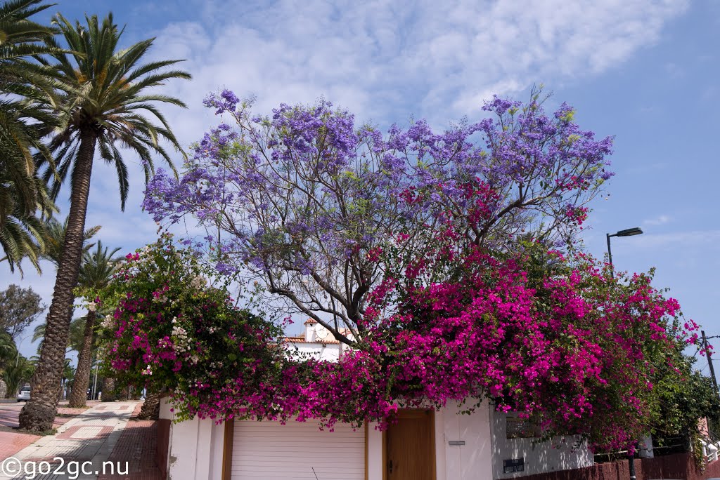 Las Palmas de Gran Canaria, Las Palmas, Spain by Benny Erikssson