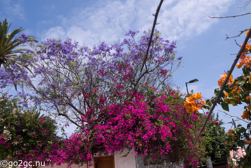 Las Palmas de Gran Canaria, Las Palmas, Spain by Benny Erikssson