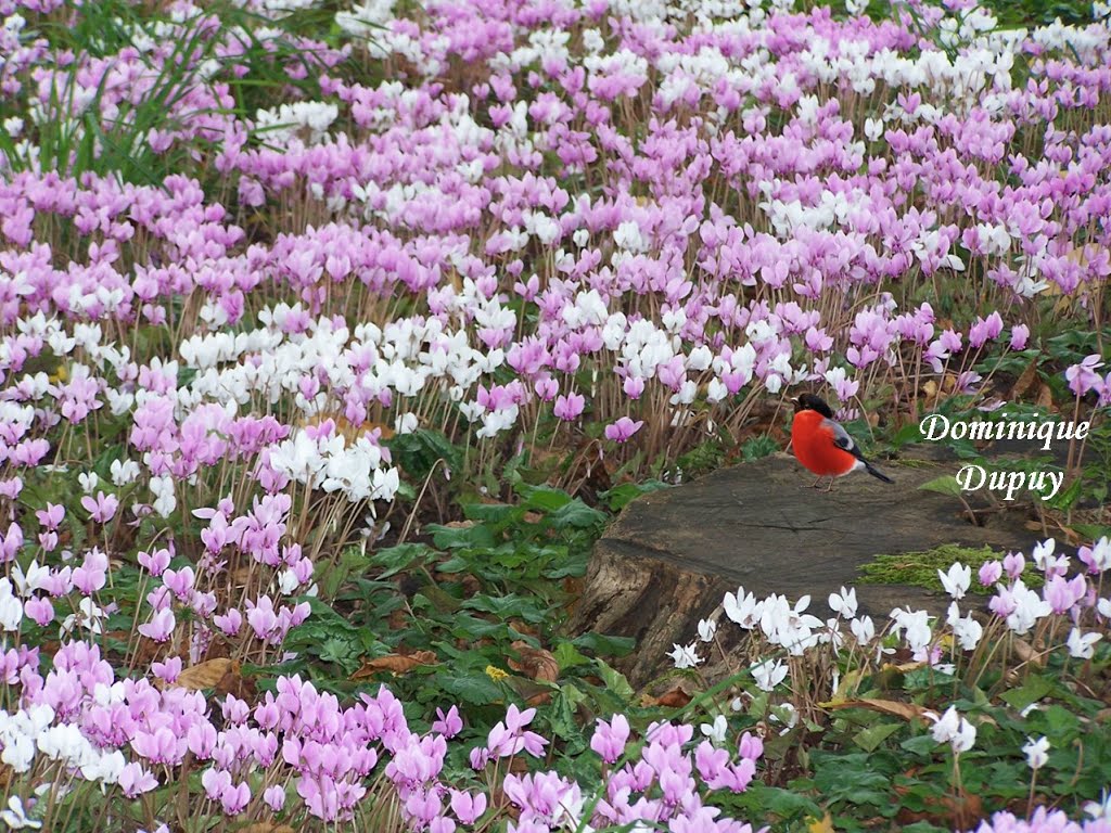 Cyclamens by Domi 007