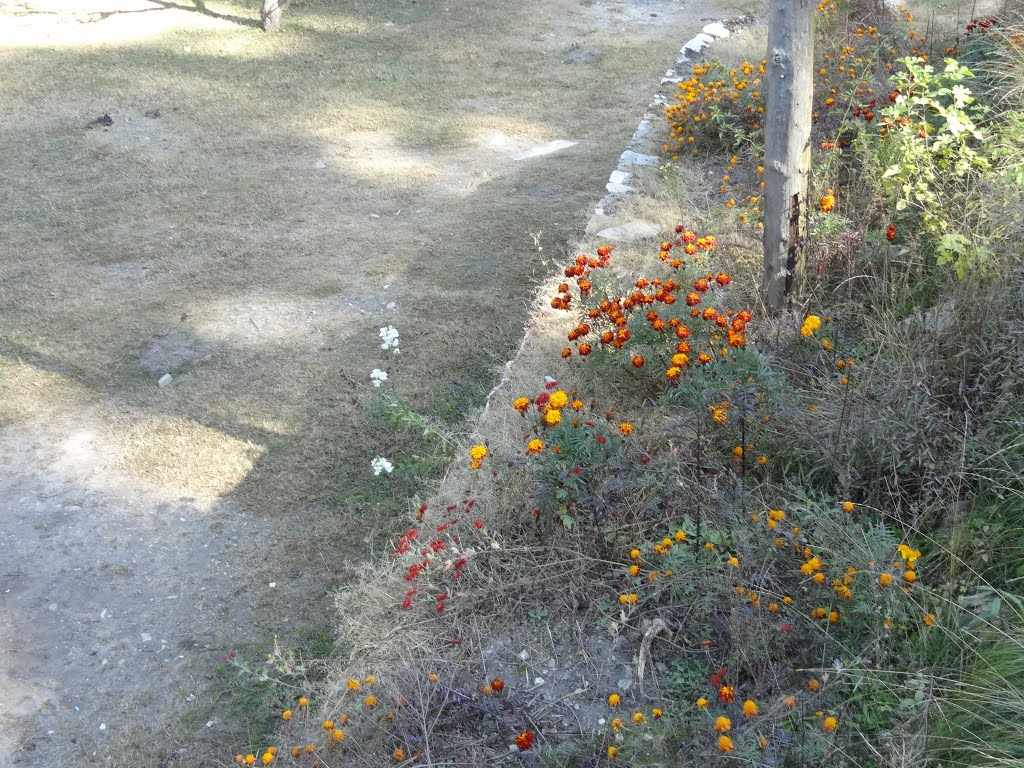 Beautiful Garden, Sumaropa Café, Manikaran Road, Near Kasol, Himachal Pradesh by sban1998