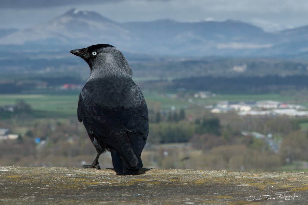 Stirling, UK by olivier pham