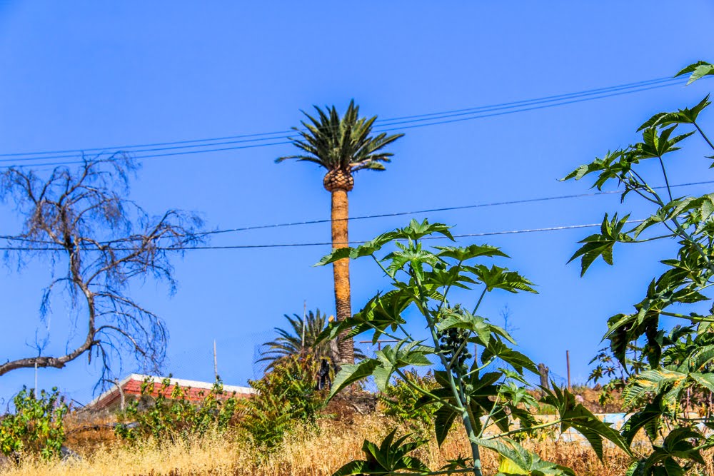 Sights On Sunset Blvd., Los Angeles, California by Michael Jiroch