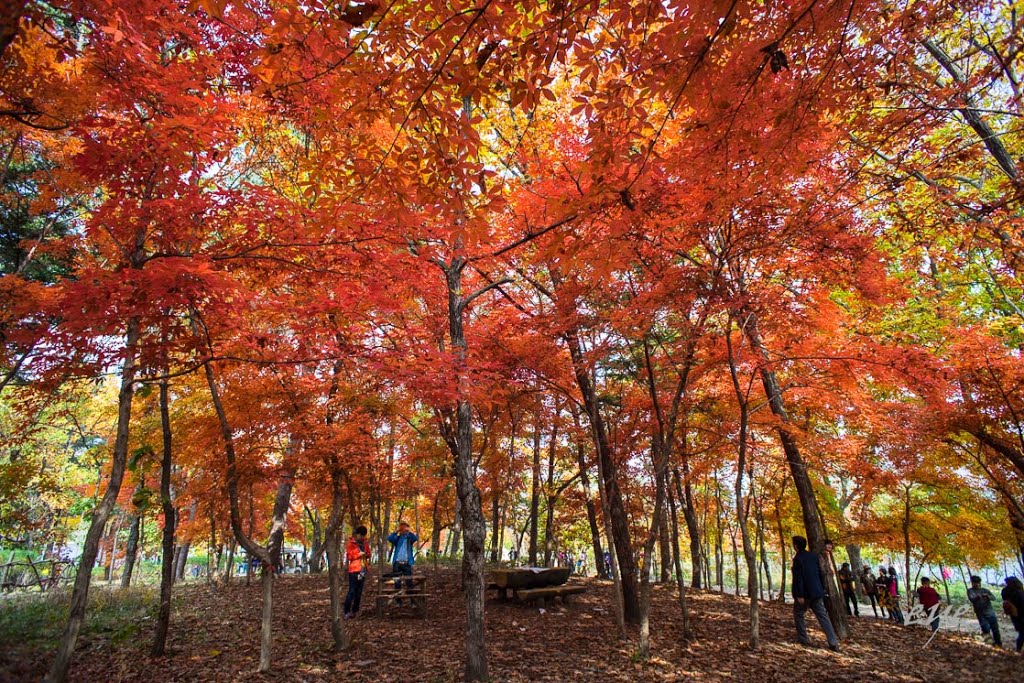 Bukhangangbyeon-ro, Gapyeong-eup, Gapyeong-gun, Gyeonggi-do, South Korea by eye eye