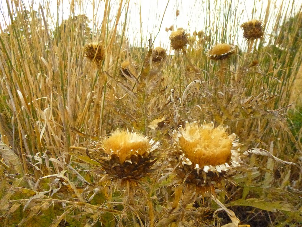 Flor del cardo by Enki de Eridu