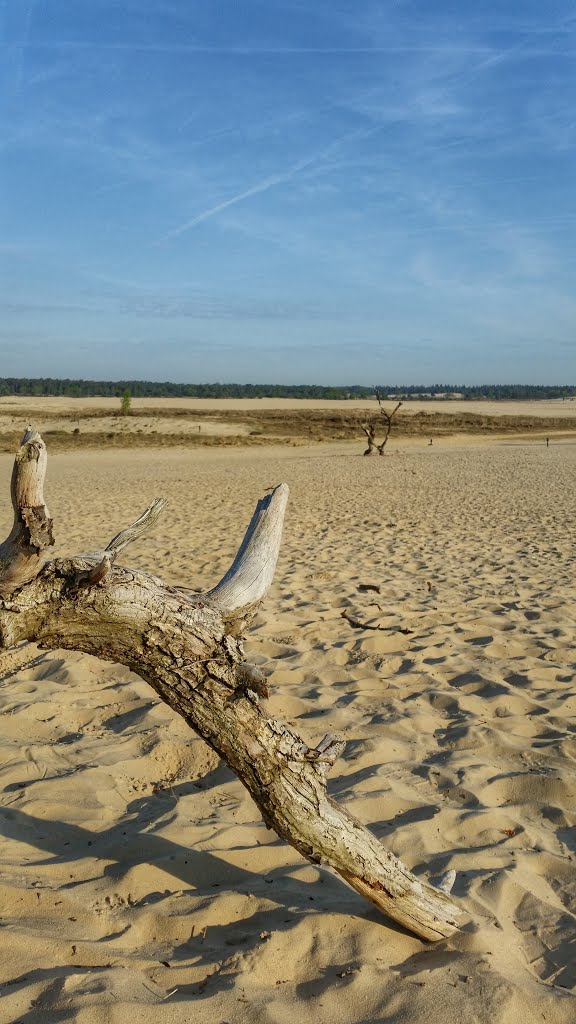 Loonse en Drunense duinen by Hommeles