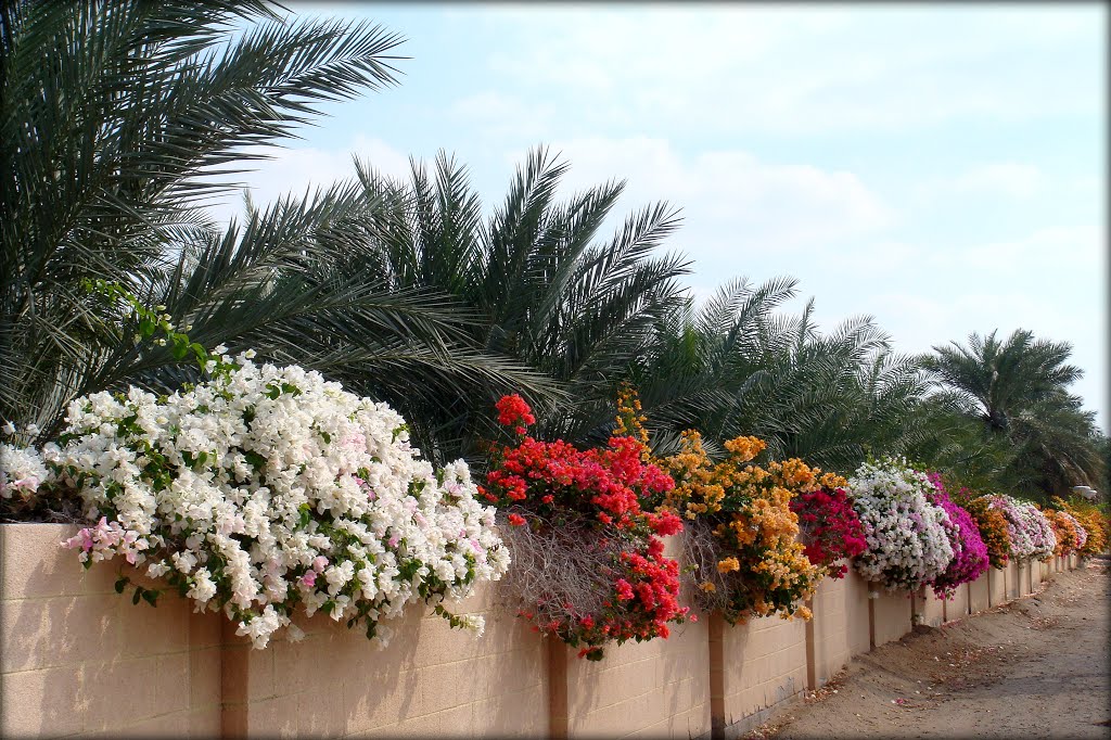 Bougainvillea Blossom - Dubai by Bassam Jayousi