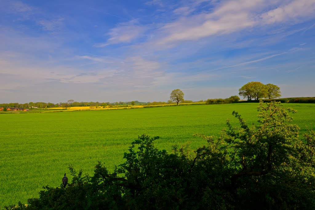 Gnosall fields by Shaun Jones