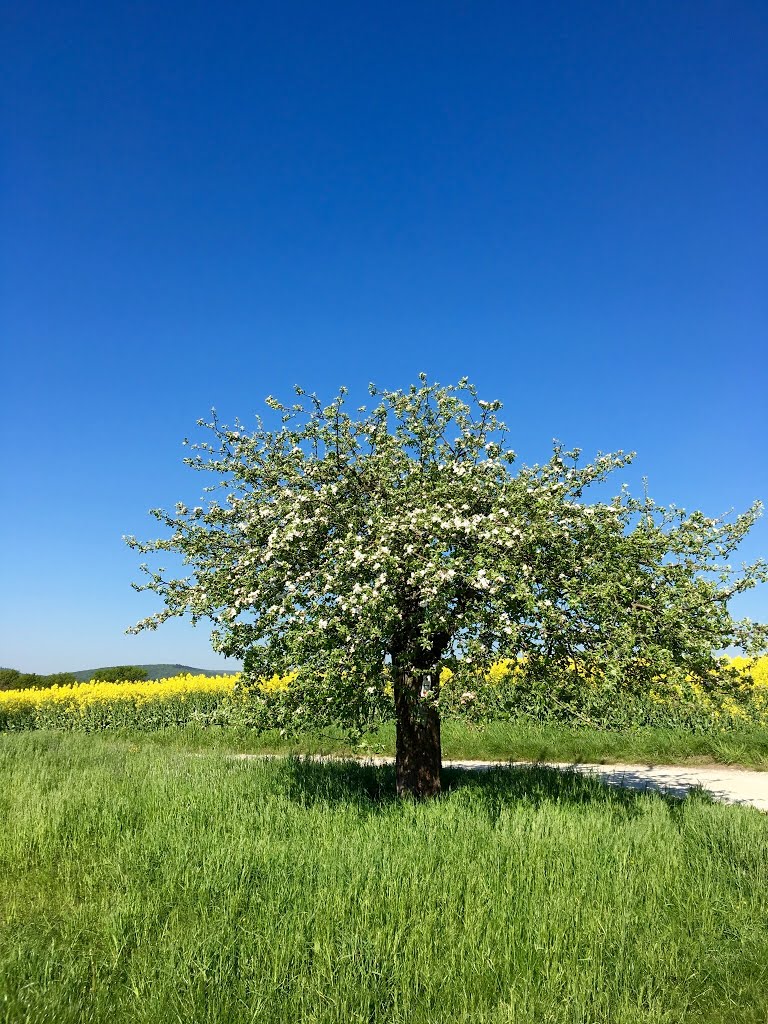 Niedernhausen, Germany by Steffen Bender