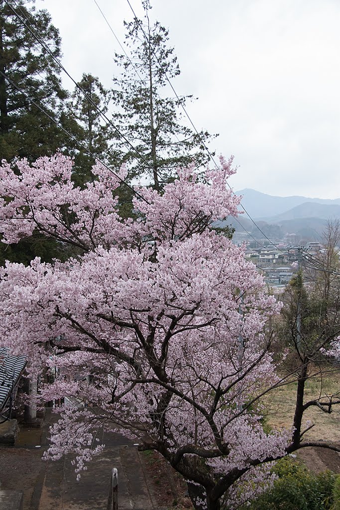 鉾持神社の桜2(120420) by Sugiyama F