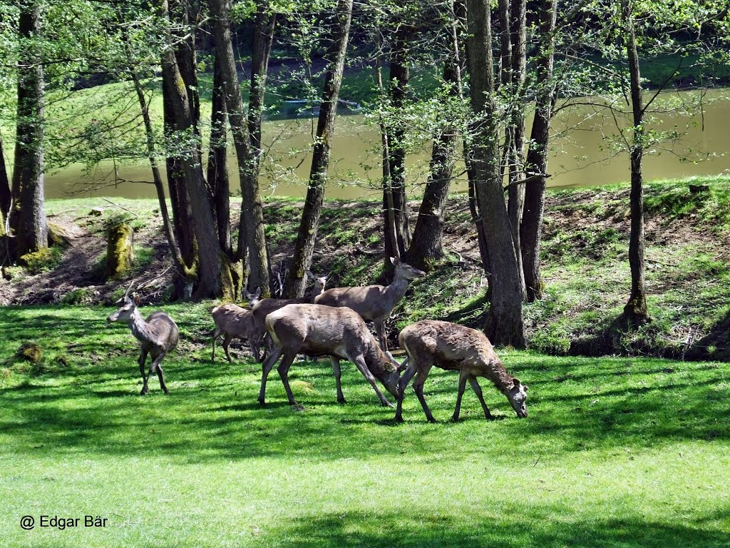 Wildgehege am Niestener Mühlbach by Edgar Bär