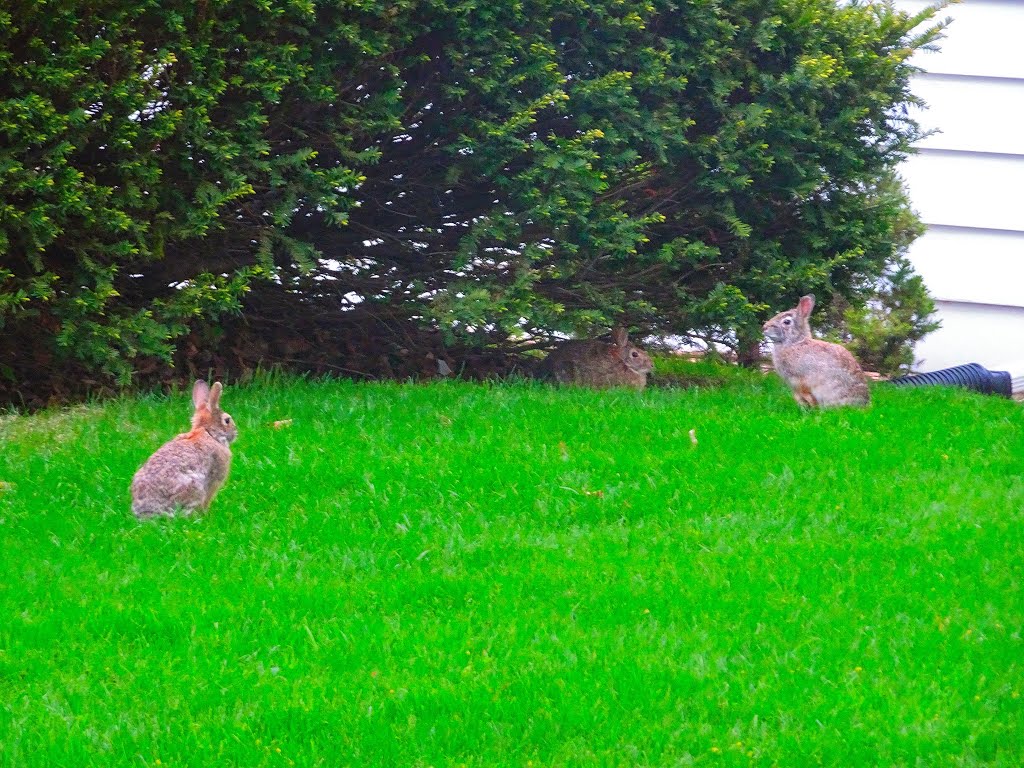 Three Cottontail Rabbits by Corey Coyle