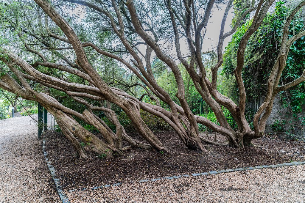 THE GROUNDS OF MALAHIDE CASTLE by William Murphy