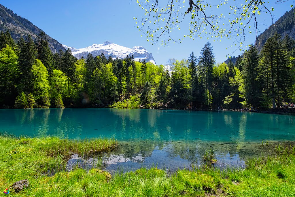 Blausee ( Blue Lake) -Switzerland by kitty bern (Kitty-be…