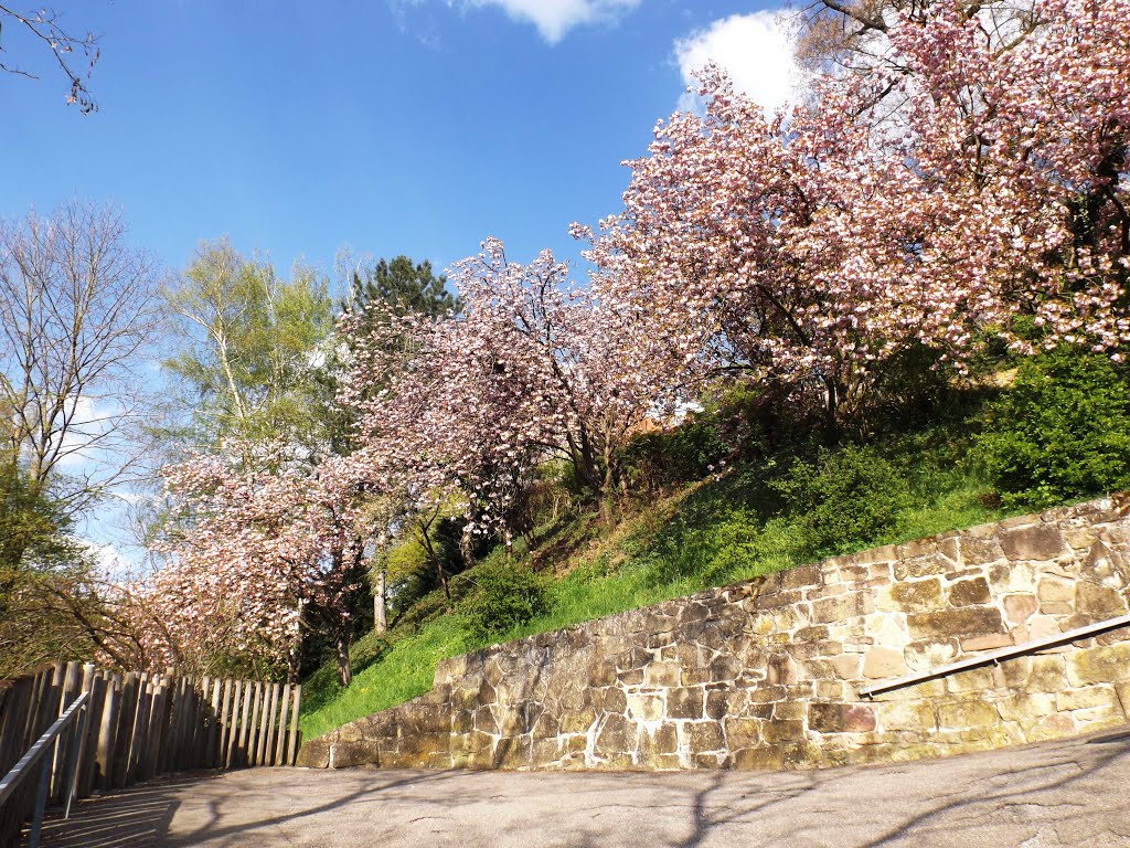 Leonberg, Schlossgarten by Kurdo Kolenko