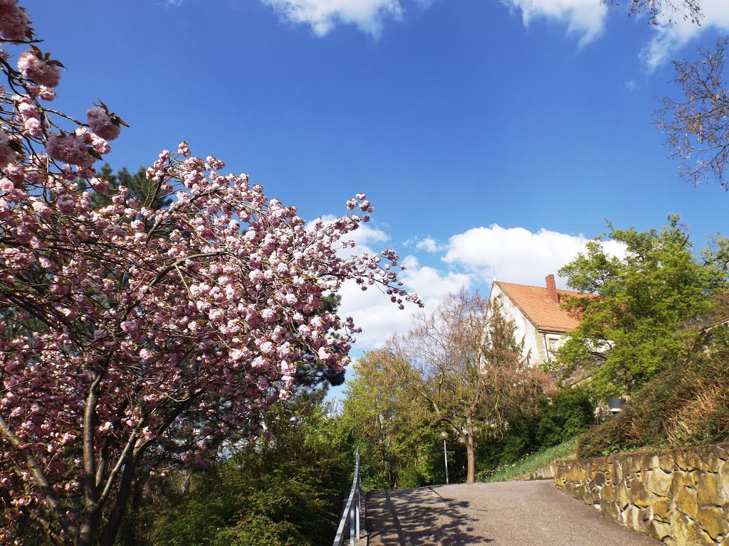 Leonberg, Schlossgarten by Kurdo Kolenko