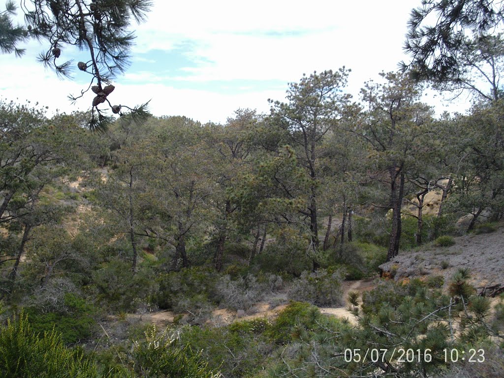 Southern California's Only Mainland Coastal Coniferous Tree Groves- Torrey Pine (Pinus torreyana ssp. torreyana)- 5/7/16 by Brian Powell