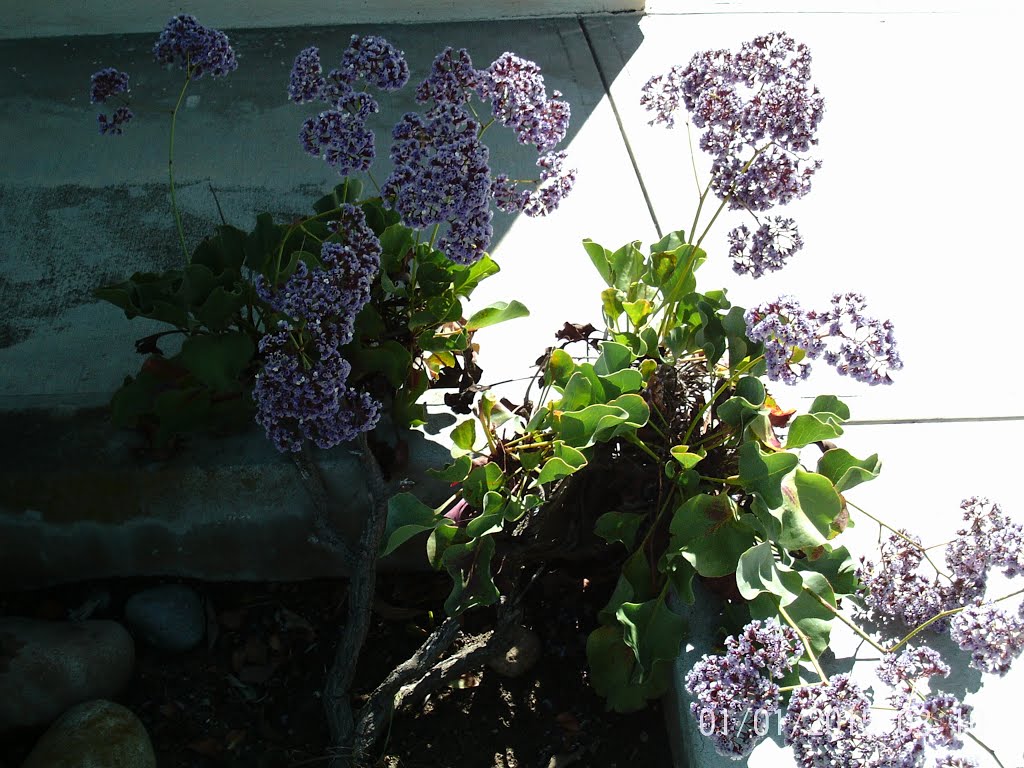 Older Perez' Sea Lavender with Woody Stems (Limonium perezii)- Clairemont Drive- 5/7/16 by Brian Powell