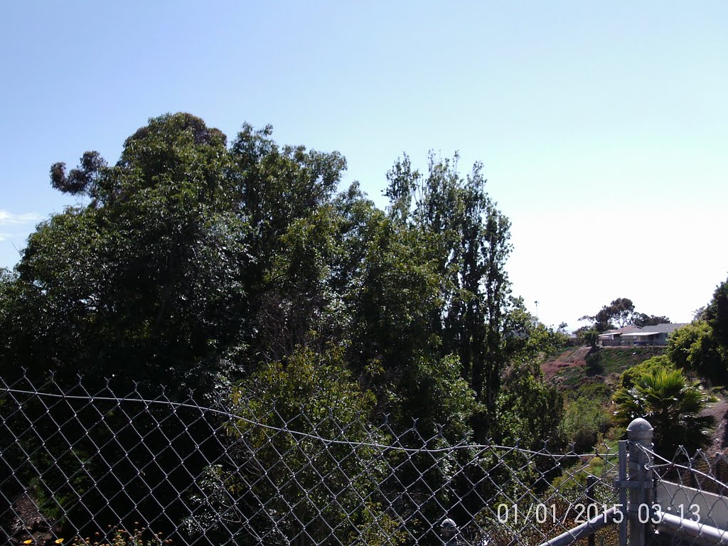 Lovely Canyon Behind St. Mark's Church- Clairemont Drive- 5/7/16 by Brian Powell