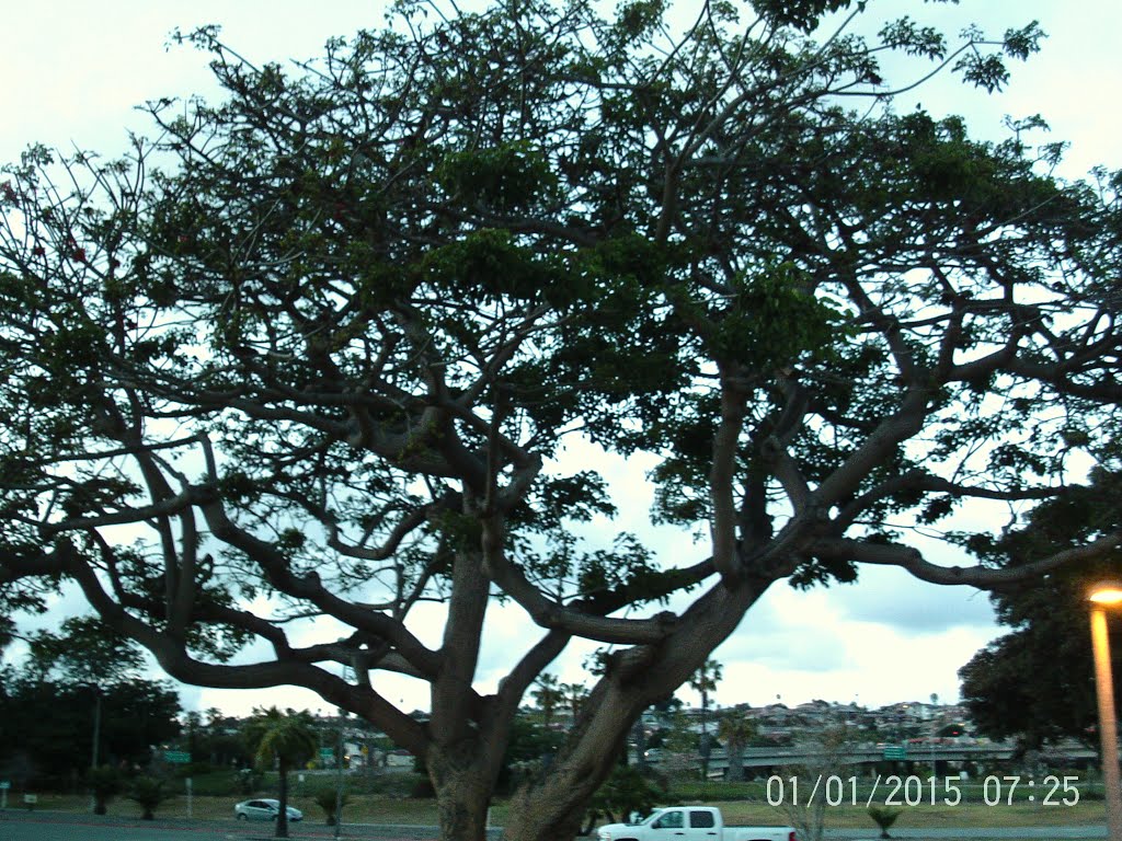 Coral Tree (Erythrina caffra)- Mission Bay Park- 5/7/16 by Brian Powell