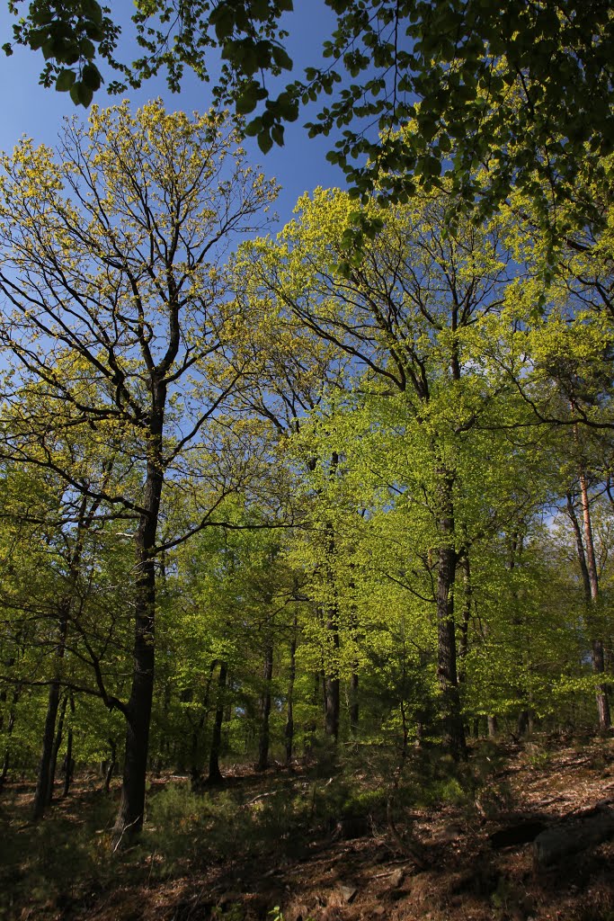 Großheubach, Deutschland, am Waldweg vom Busig Richtung Röllfeld, Anfang Mai 2016 by kdh865