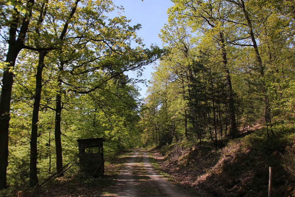 Großheubach, Deutschland, Waldweg vom Busig Richtung Röllfeld, Anfang Mai 2016 by kdh865