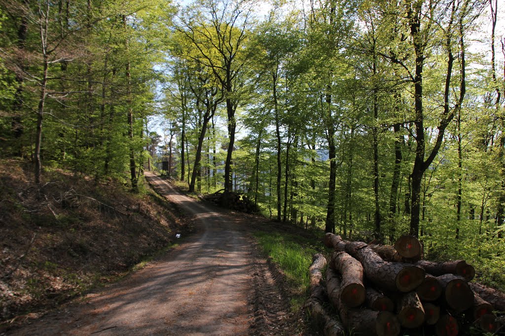 Großheubach, Deutschland, Waldweg im Lachentalgraben zwischen Großheubach und Röllfeld, Anfang Mai 2016 by kdh865