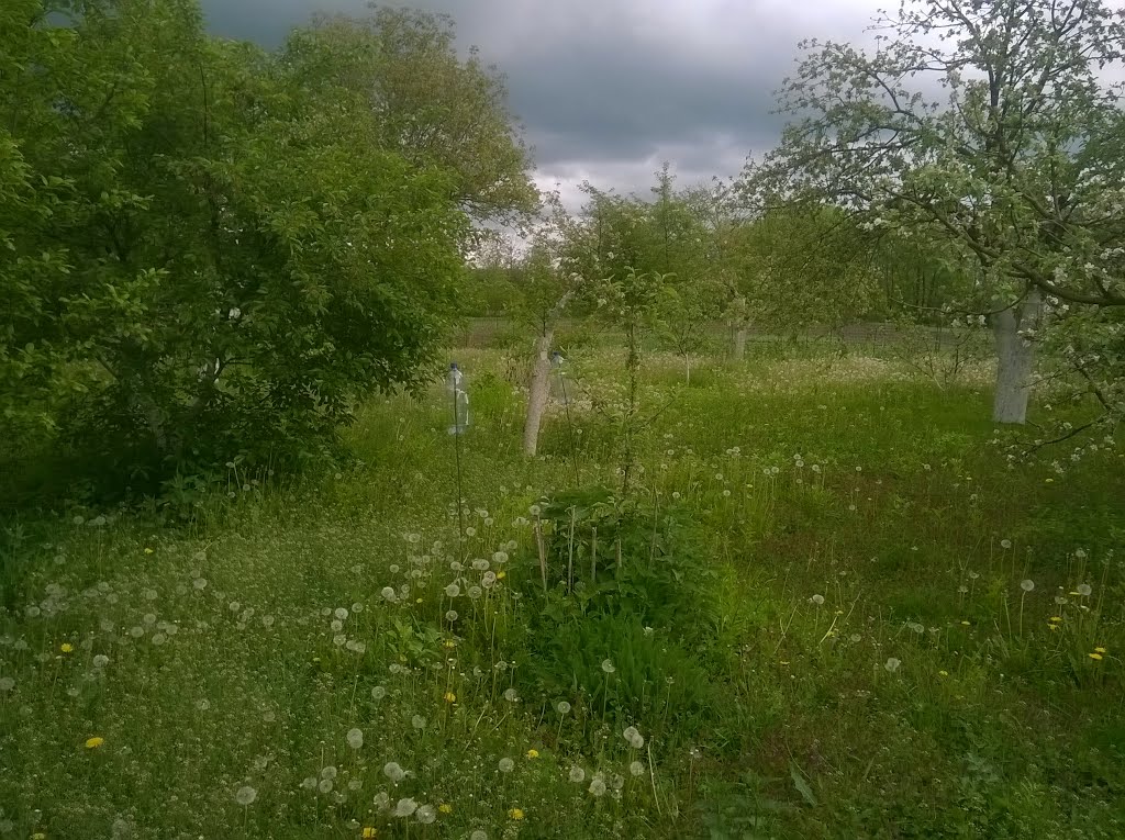 Velyki Krushlyntsi, Vinnyts'ka oblast, Ukraine, 23243 by Ihor Shevchenko