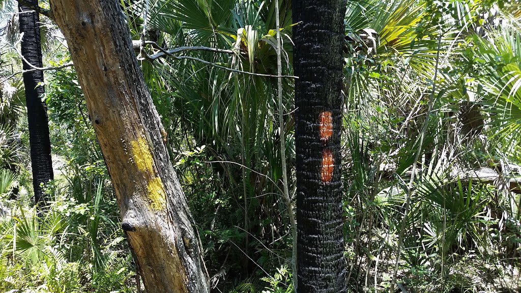 Yellow and orange blazes by The Andy