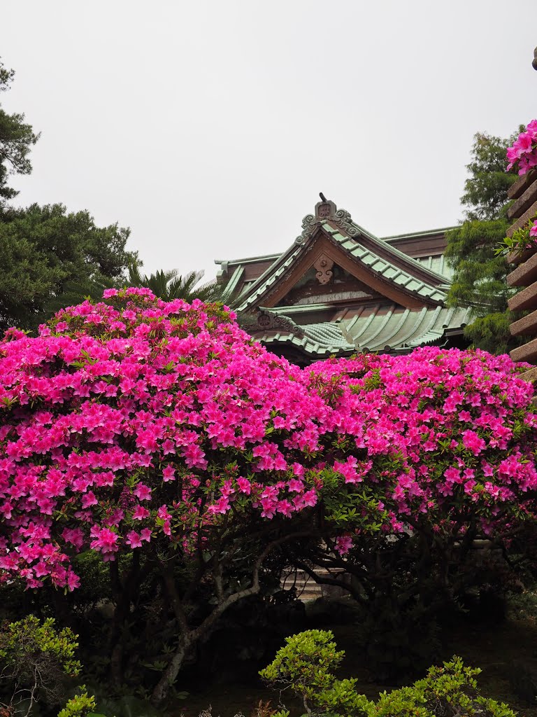 鎌倉　安養院 by mthr 110