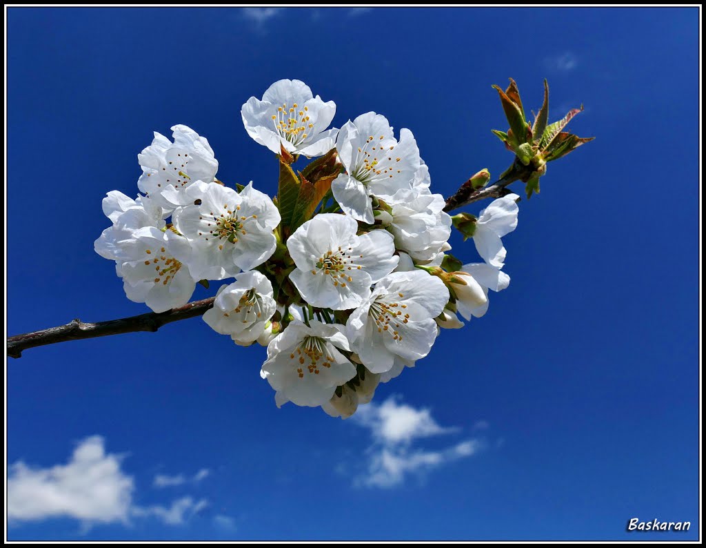 Flor del cerezo - Zona de Etxauri by mbaska73