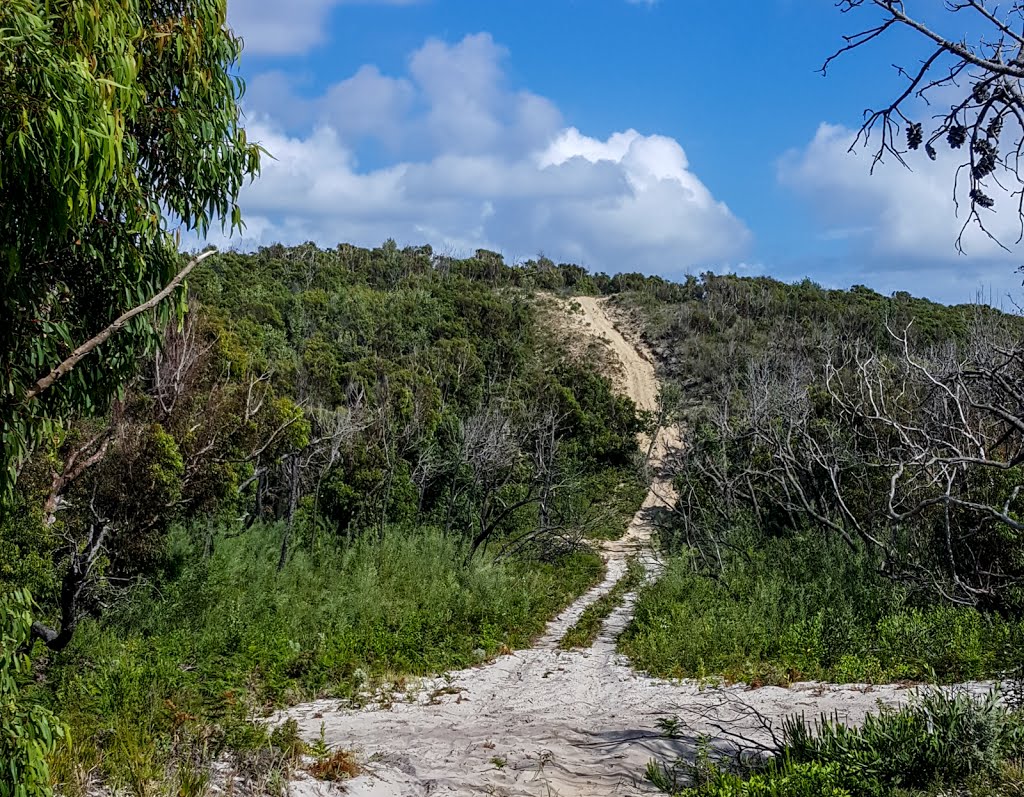 Trail up Sandy Hill by Timothy Rowe