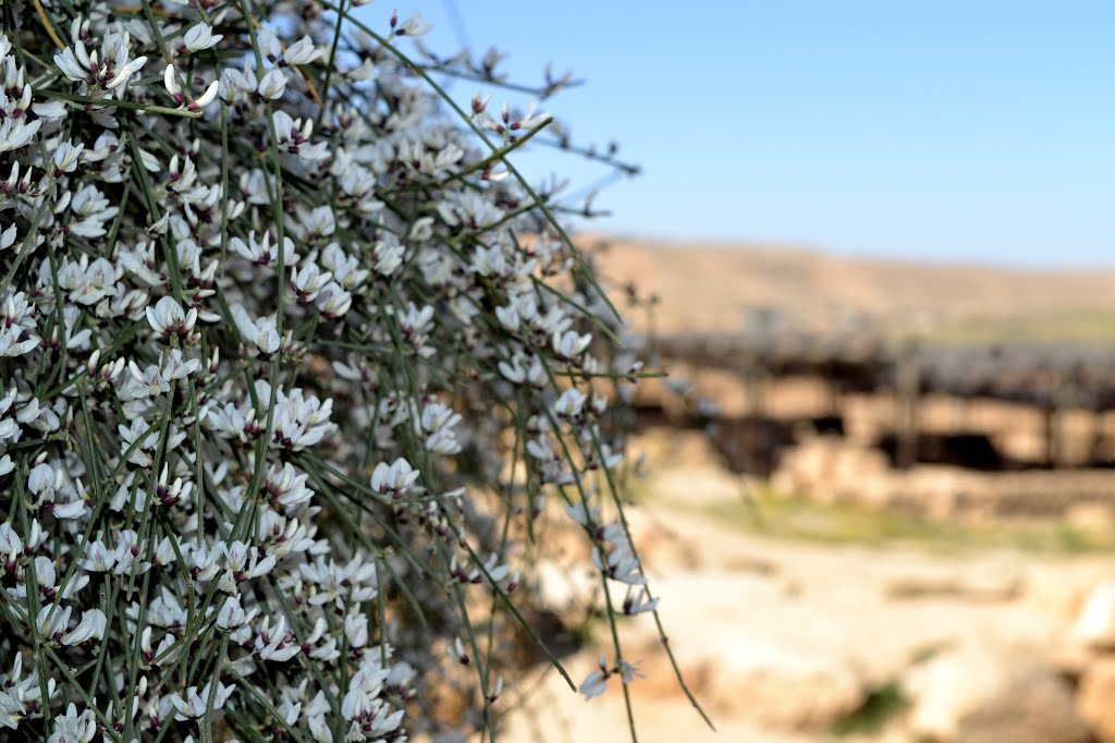 Mamshit National Park ( Israel )﻿ by Ari CZ