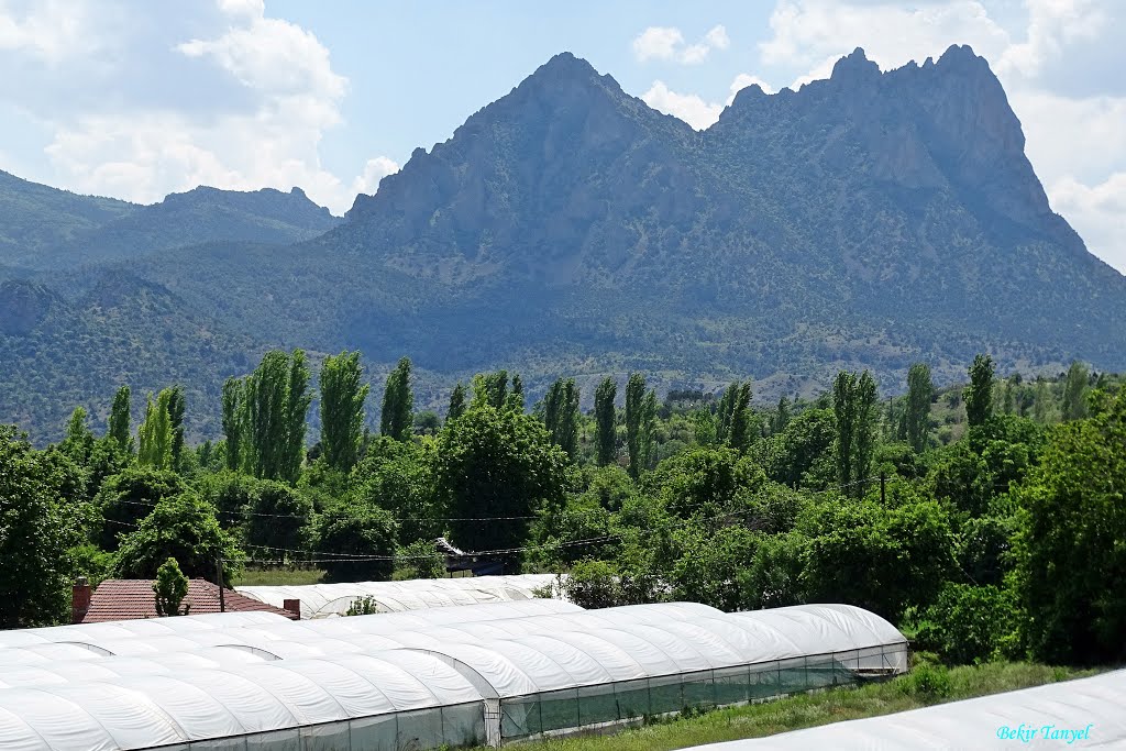 Sakarya havzası ve seralar by Bekir Tanyel