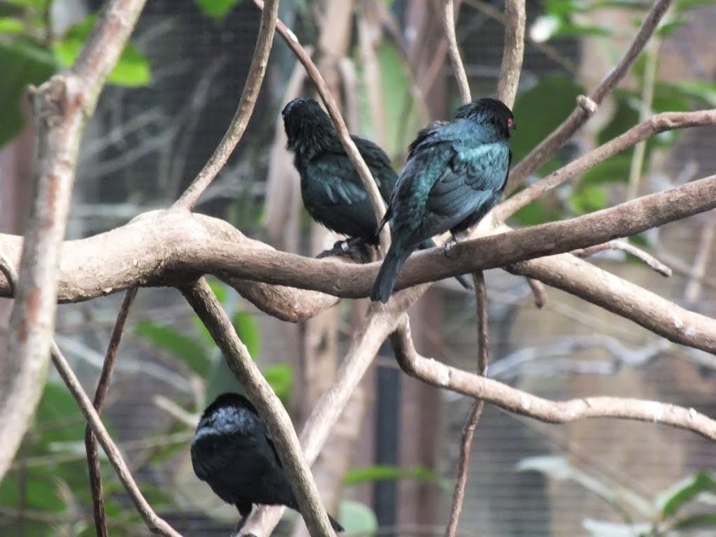 Asian Glossy Starling, Chester Zoo by AnandLeo